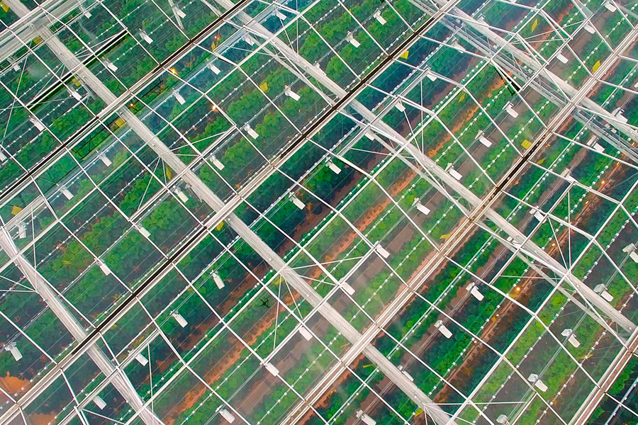 HORTICULTURA Y CULTIVO