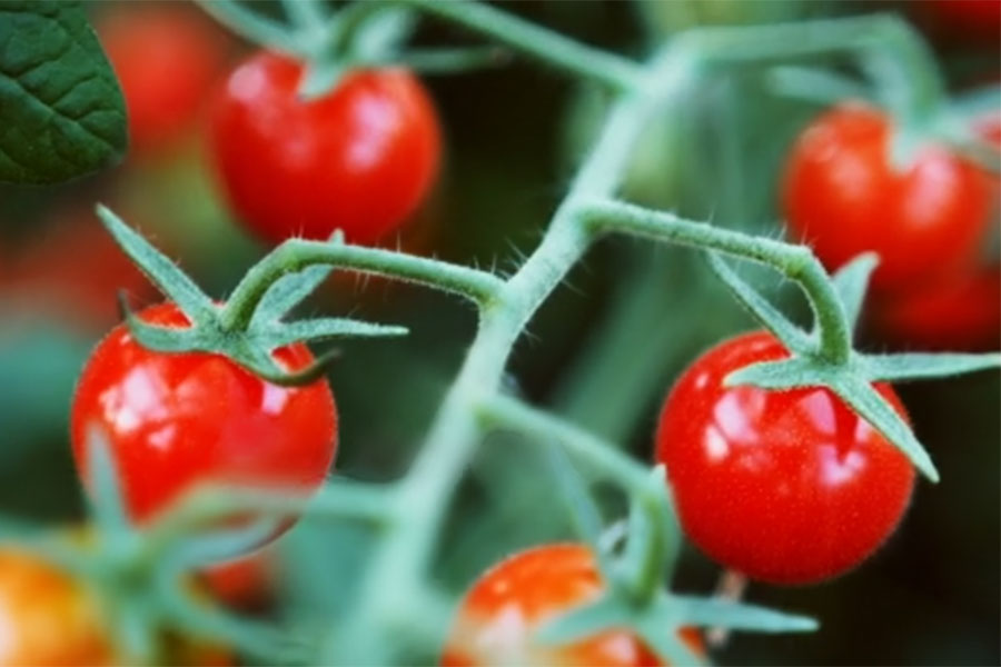 Equipos para Mejora de Fruto